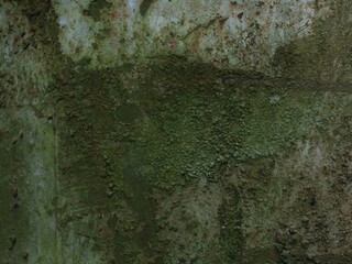 outdoor hard surface covered with moss and mold from exposure to humidity and time, stone or metal oxidized in the open air, grunge texture dark green color