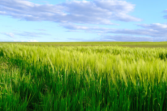 beautiful summer landscape, blue sky with clouds, green ripening ears of wheat on field, concept of future harvest, bread production, agricultural sector of the country's economy, banner