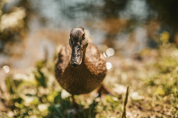 Close up picture of samll duck on the river bank