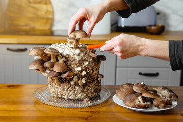 Using knife to pick cut Shiitake mushrooms, Lentinula edodes growing in home kitchen. Growing your...