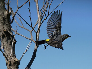 Yellow-rumped warbler taking flight from its perch.