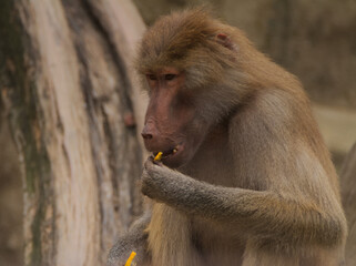 The baboon is eating fruit. Warsaw ZOO © klpic