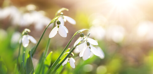 View to spring flowers in the park