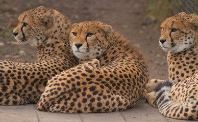 Three cheetahs. Warsaw ZOO