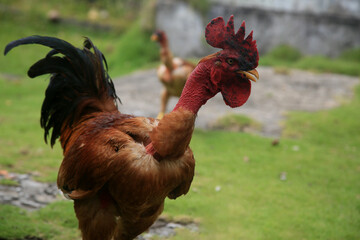 conde, bahia, brazil - january 9, 2022: redneck chicken is viata on a farm in the city of Conde. © Joa Souza