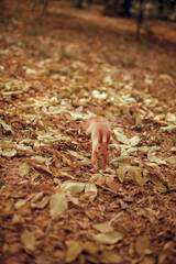 squirrel in the autumn forest