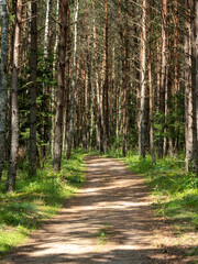 Droga leśna w Puszczy Białowieskiej