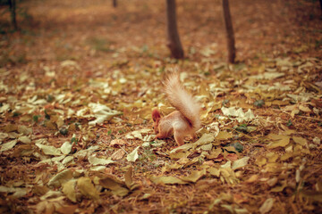 squirrel in the autumn forest