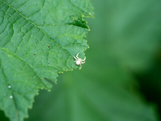 Mały biały pająk na zielonym liściu - obrazy, fototapety, plakaty
