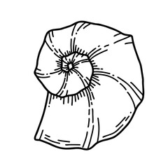 Hand drawn Sea Shell. Vector illustration of Seashell on white isolated background. Sketch of Conch for icon or logo. Drawing of Clam in line art style. Black and white colors