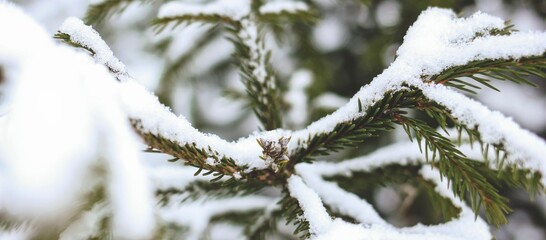 snow covered branches