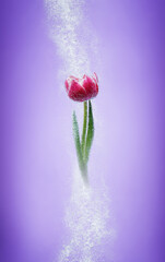 A tulip in a water bubbles