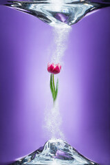 A tulip in a water bubbles