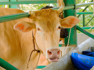 A cow is looking at the camera in a cow barn which is located in Melaka, Malaysia