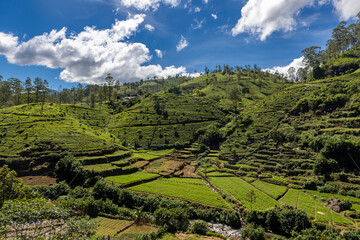 Fototapeta na wymiar Ceylon. Sri Lanka. Nuwara Eliya. Panoramic view of the beautiful green tea plantations on a clear sunny day with a blue sky with clouds.