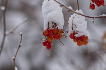 Red Berries on a Branch and under Snow
