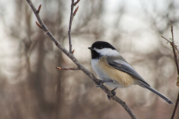 A Black-capped Chickadee on a Branch