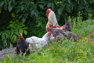 Rooster and chickens in the garden on the farm graze among the tall grass
