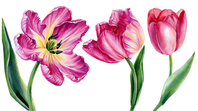 flowers pink tulips on isolated white, watercolor drawing, botanical painting, spring flower