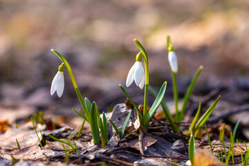 White snowdrops in the woods in sunny weather