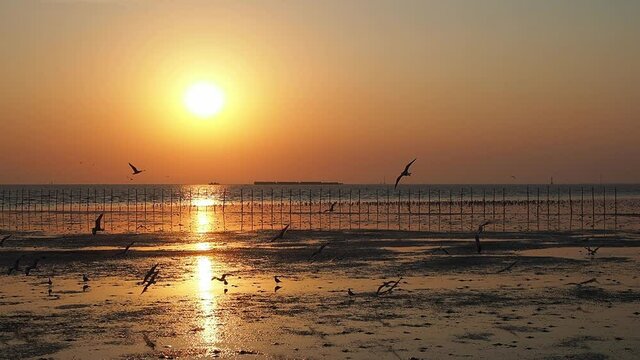 Seagulls fly freely in the golden light of the sunset at sea. The beautiful colors of the evening sun