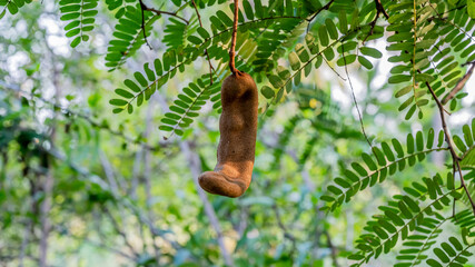 Tamarind is a leguminous tree bearing edible fruit that is indigenous to tropical Africa. The genus Tamarindus is monotypic, meaning that it contains only this species.