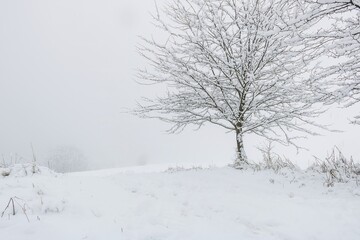 Fototapeta na wymiar In the wilderness of winter