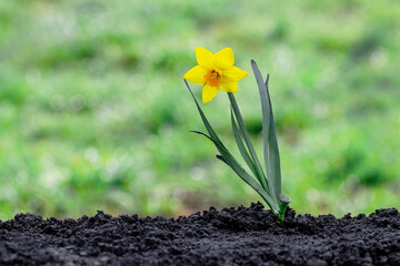 Yellow daffodil on loose soil and blurred background