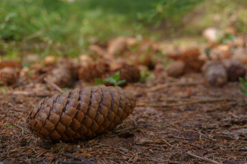 Pine cone in summer in the forest