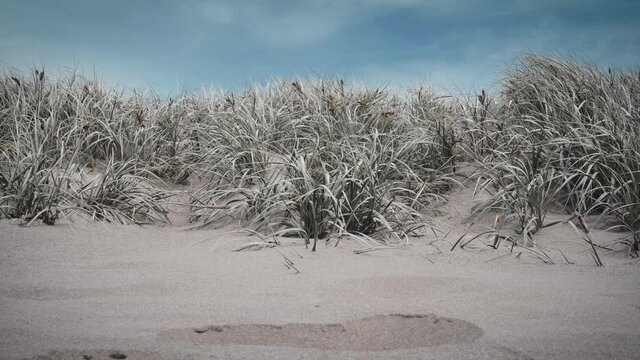 Dune