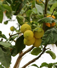 Lemon tree with fruits