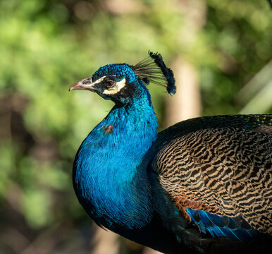 「Orgulloso」の画像 - 317 件の Stock 写真、ベクターおよびビデオ | Adobe Stock