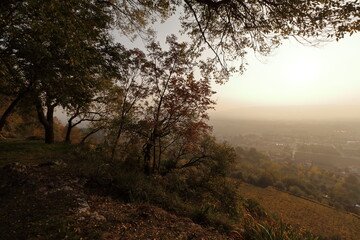Paesaggio con alberi e tramonto