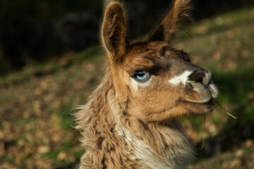 Lama © Wojtek