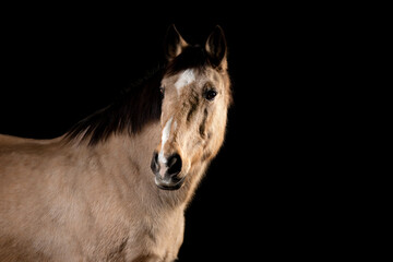 Fototapeta na wymiar Beautiful buckskin horse on a black background 
