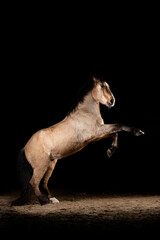 Obraz na płótnie Canvas Beautiful buckskin horse on a black background 