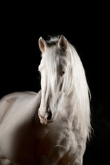 Obraz premium Beautiful snow-white horses on a black background