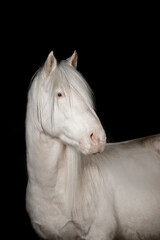Beautiful snow-white horses on a black background