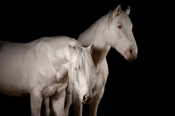 Obraz na płótnie Canvas Beautiful snow-white horses on a black background