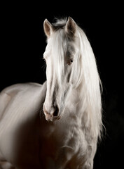 Beaux chevaux blancs comme neige sur fond noir