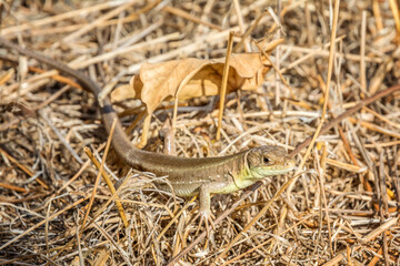 A beautiful lizard watches the sun. A beautiful creation of nature.
