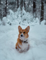 Funny red corgi in the winter in the forest, against backdrop of snowy firs