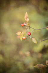 yellow leaves in the park in fall