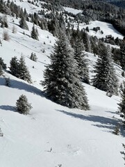 Schneebedeckter Baum im Winter