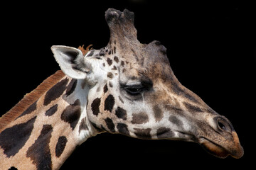 Portrait of a crying giraffe on a black background 