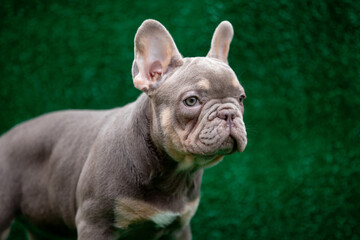 Beautiful puppies of breed french bulldog
