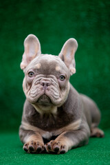 Fototapeta premium Beautiful puppies of breed french bulldog 