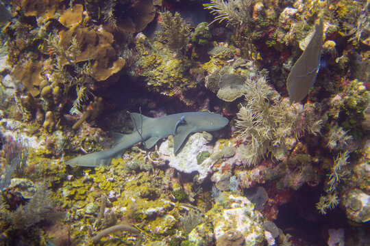 tawny nurse shark (Nebrius ferrugineus) sleeping in coral reef, Roatan Utila Honduras