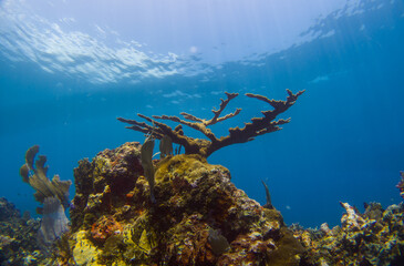 Coral reef of Roatan and Utila, Honduras