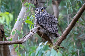 Great Horned Owl